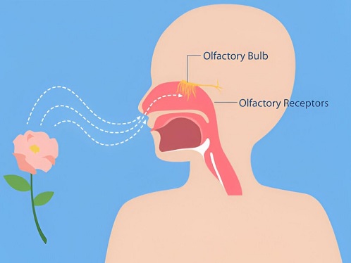 Cartoon illustration of the anatomy of smell